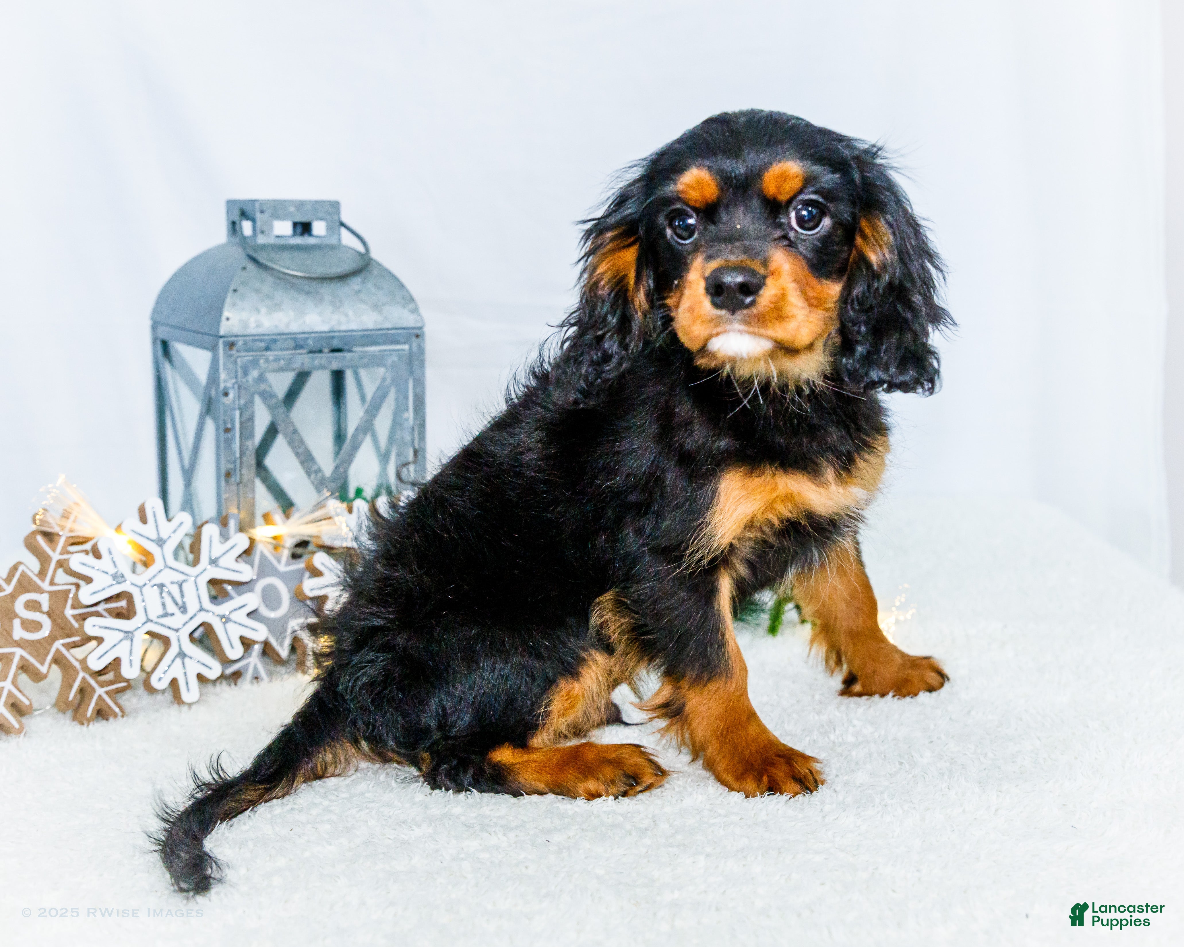 Cavalier King Charles Spaniel dogs Garland - Ad 6