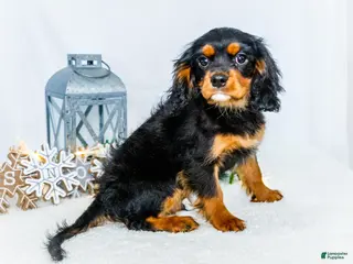 Cavalier King Charles Spaniel dogs Garland - Ad 10