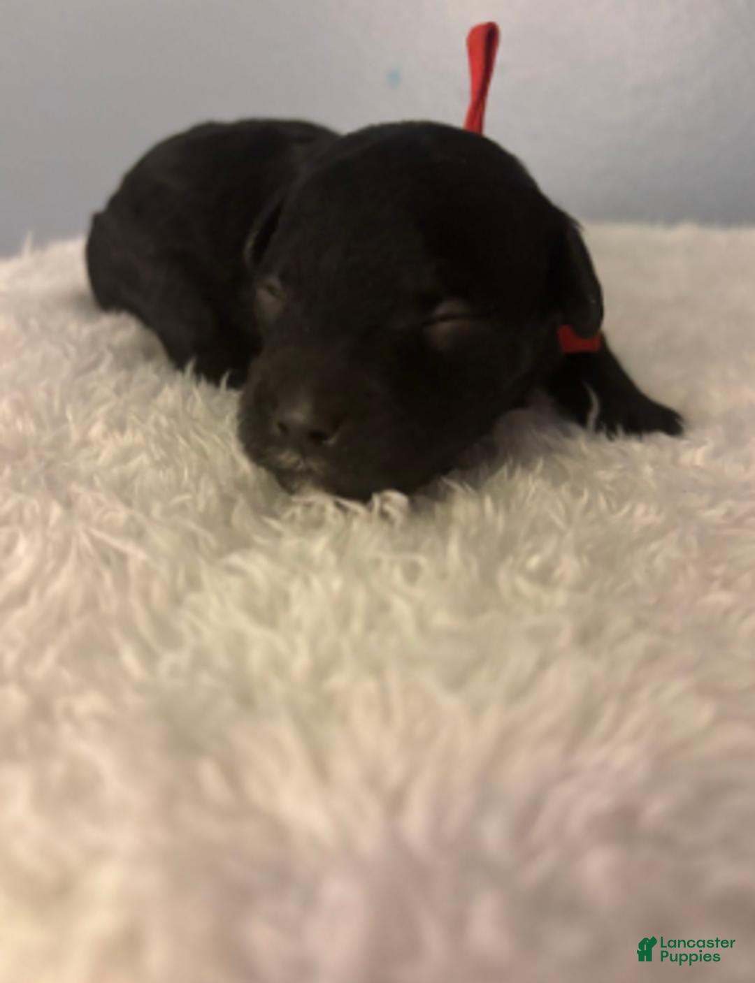 Cavapoo dogs for sale: Holly - Ad 5