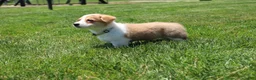 Welsh Corgi Pembroke dogs for sale: Zoey - Ad 1