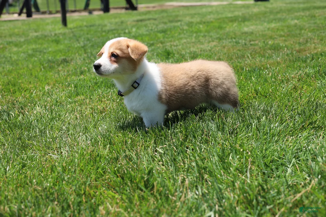 Welsh Corgi Pembroke dogs for sale: Zoey - Ad 1