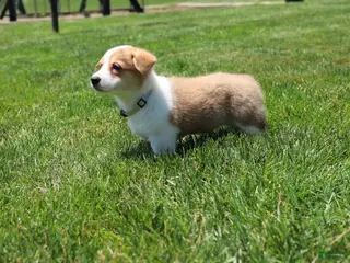 Welsh Corgi Pembroke dogs for sale: Zoey - Ad 2