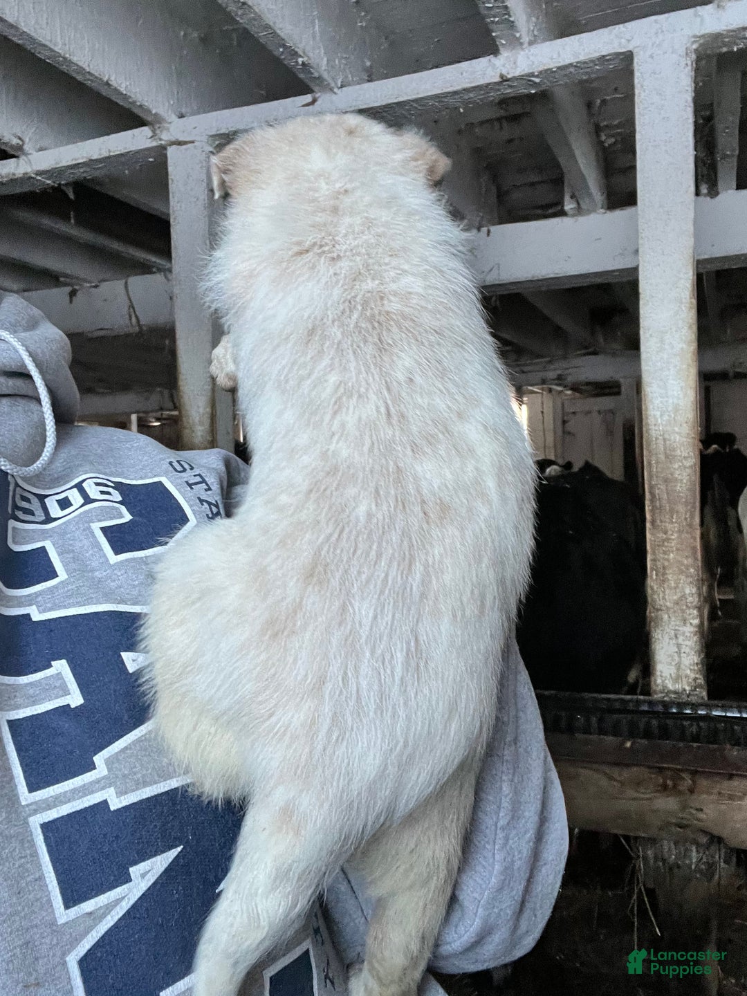 Australian Cattle Dog dogs for sale: Vixen - Ad 2