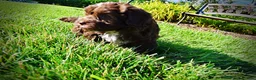 Havapoo dogs for sale: Chewy - Ad 12