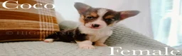 Welsh Corgi Pembroke dogs for sale: Coco - Ad 1