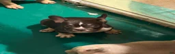French Bulldog dogs for sale: French Bulldog 7 - Ad 7