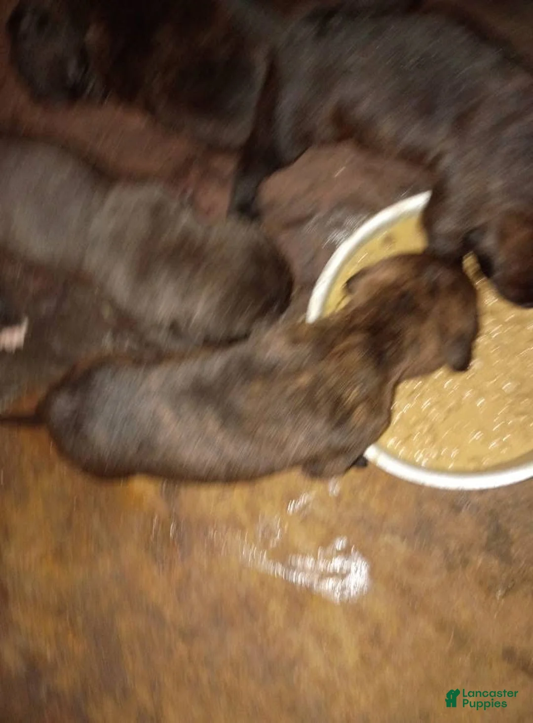 Cane Corso dogs for sale: Cane Corso 3 - Ad 2