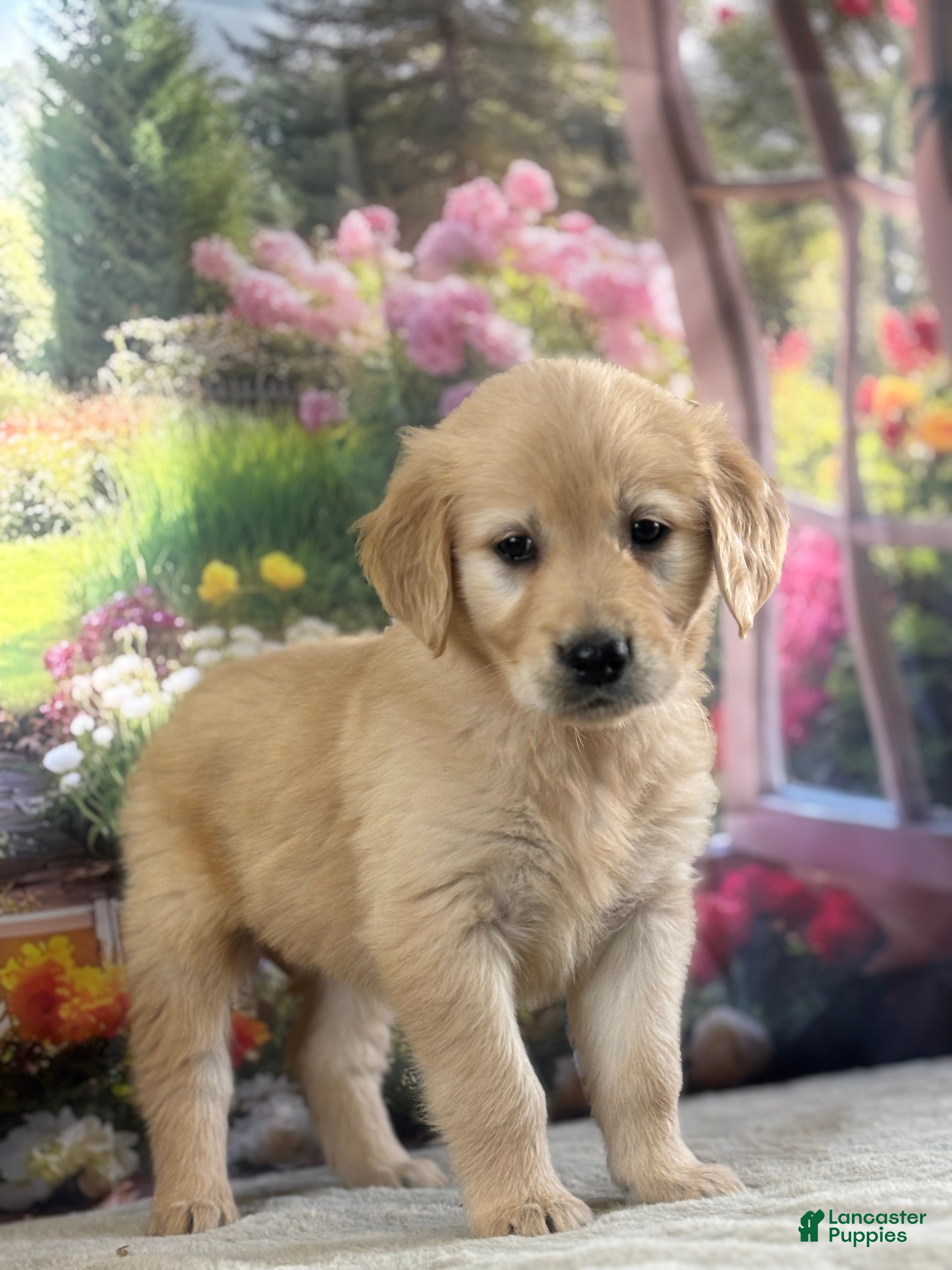 Golden Retriever dogs  Poppy - Ad 1