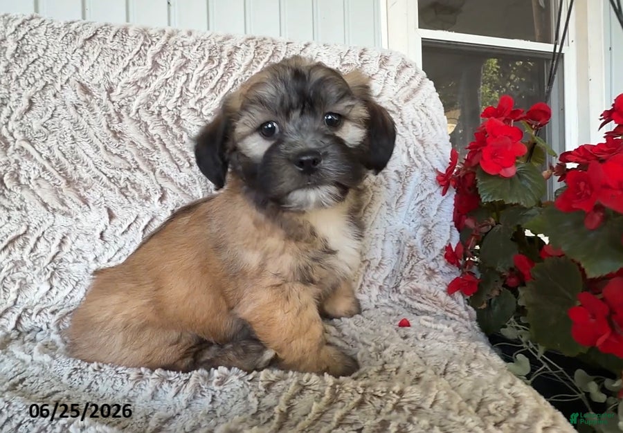Teddy Bear dogs Diesel - Ad 1
