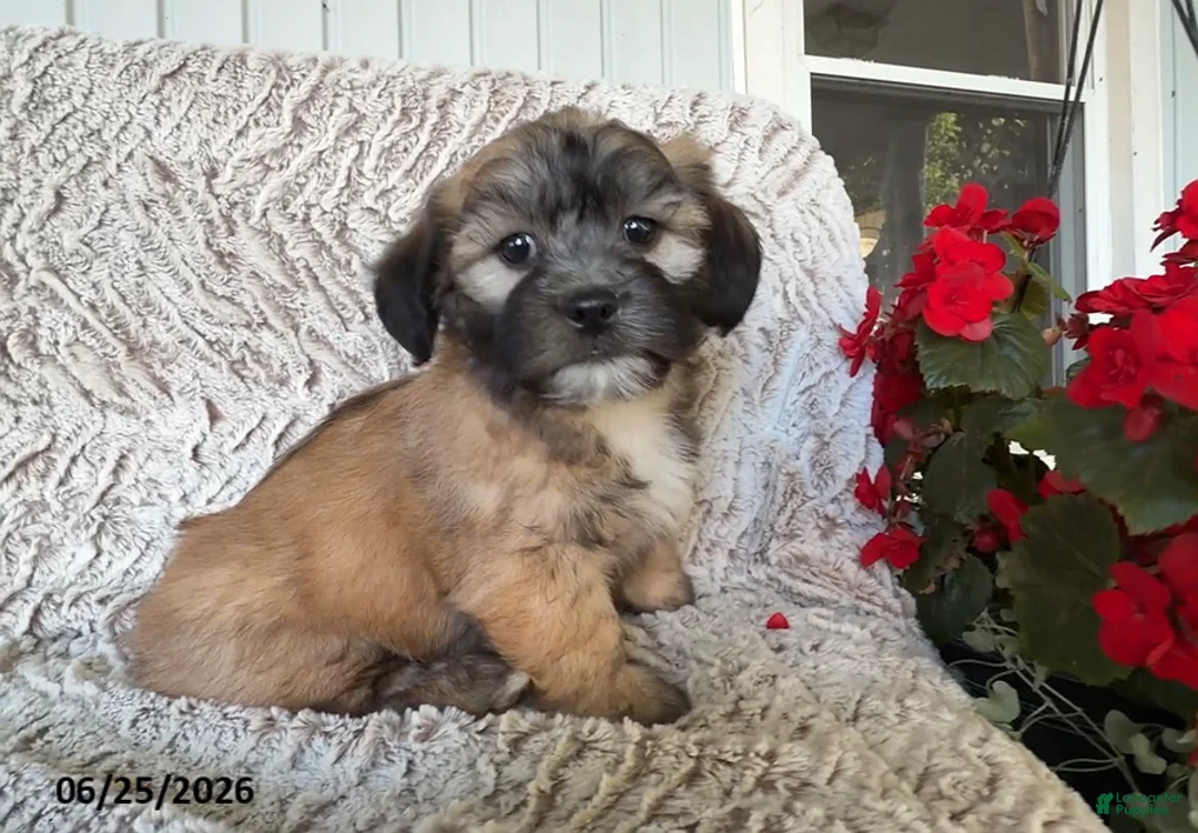 Teddy Bear dogs for sale: Diesel - Ad 1