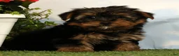 Yorkshire Terrier dogs for sale: Lilibet - Ad 1