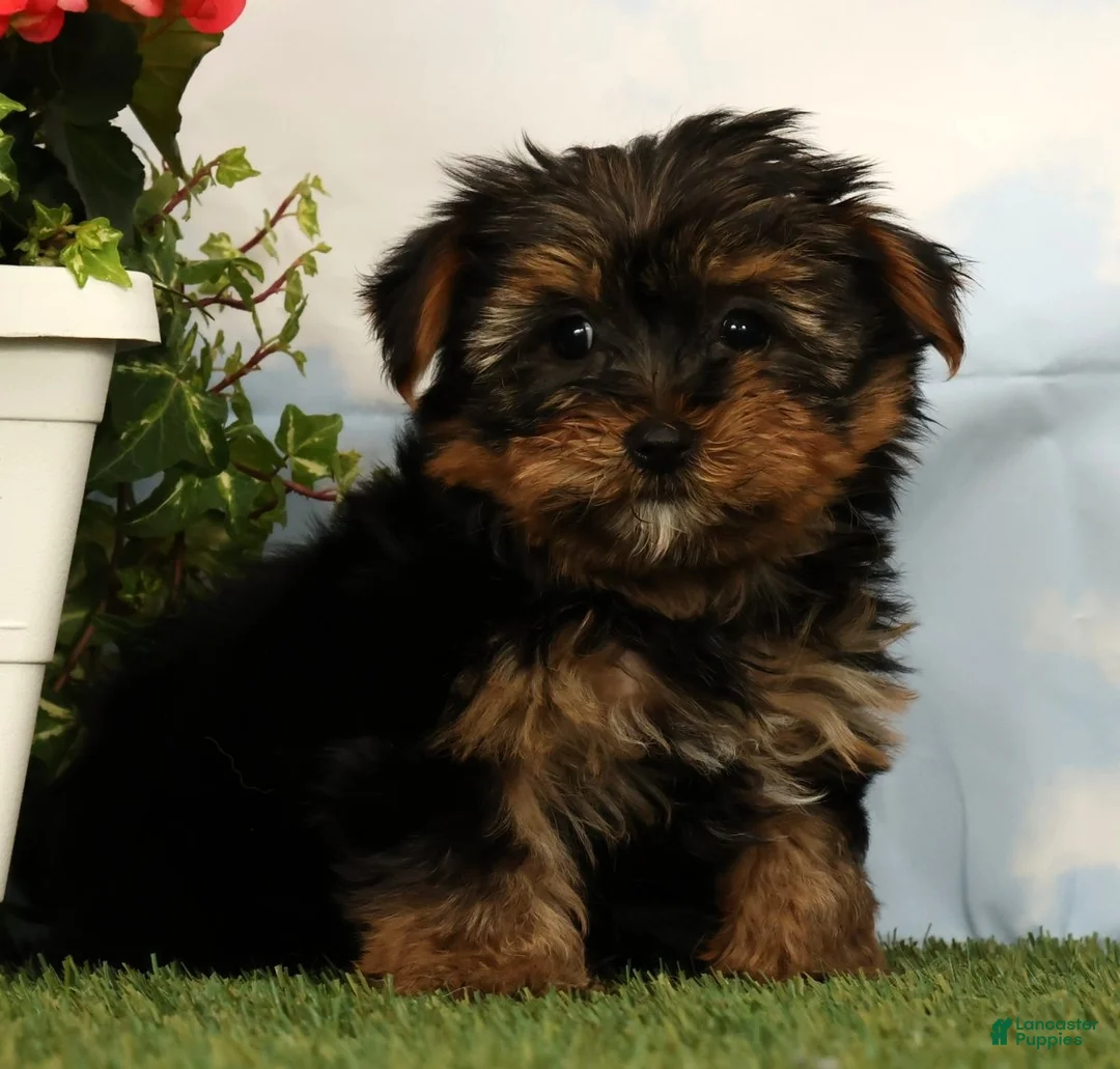 Yorkshire Terrier dogs for sale: Lilibet - Ad 1