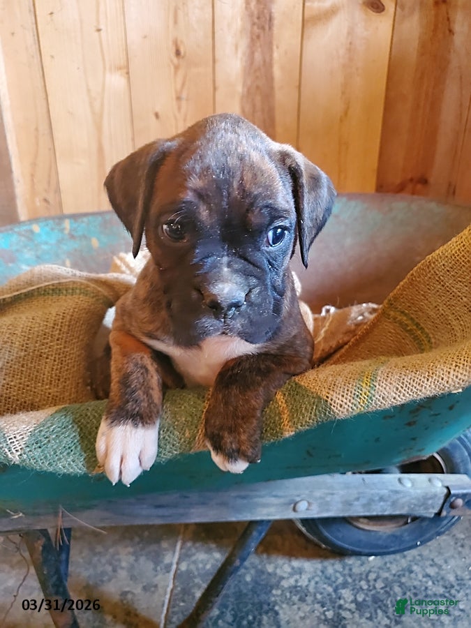 Boxer dogs Doc - Ad 1