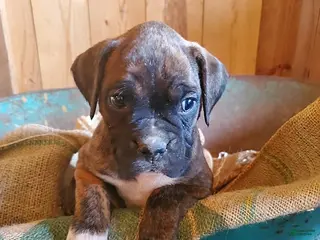 Boxer dogs for sale: Doc - Ad 1