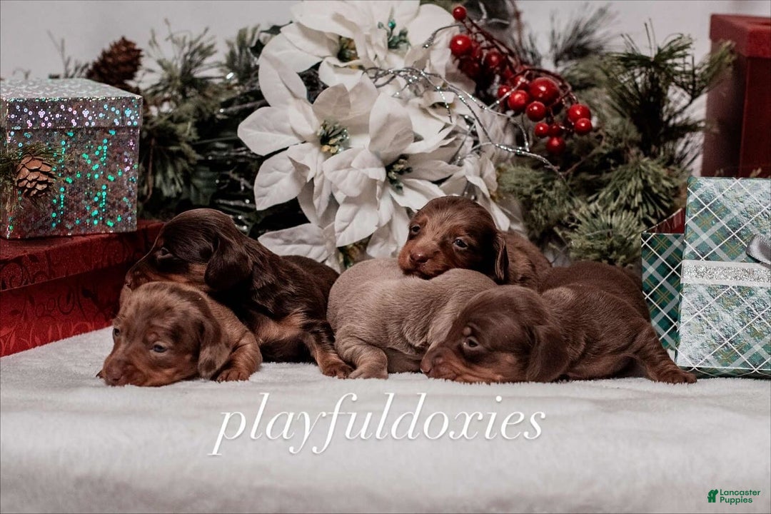 Miniature Dachshund dogs for sale: Ravioli's Chocolate & Tan Girl - Ad 9