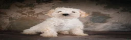 Maltipoo dogs for sale: Theodore - Ad 10