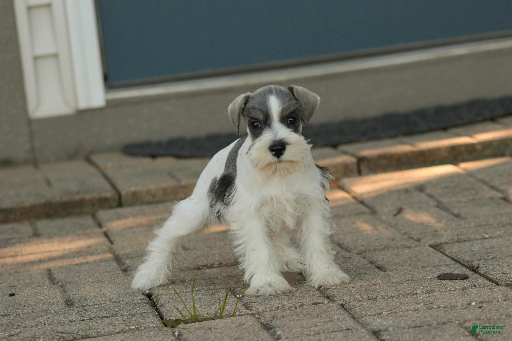 Miniature Schnauzer dogs Beauregard Miniature Schnauzer - Ad 2