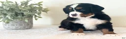 Bernese Mountain Dog dogs for sale: Bernese Mountain Dog Puppy 2 - Ad 2