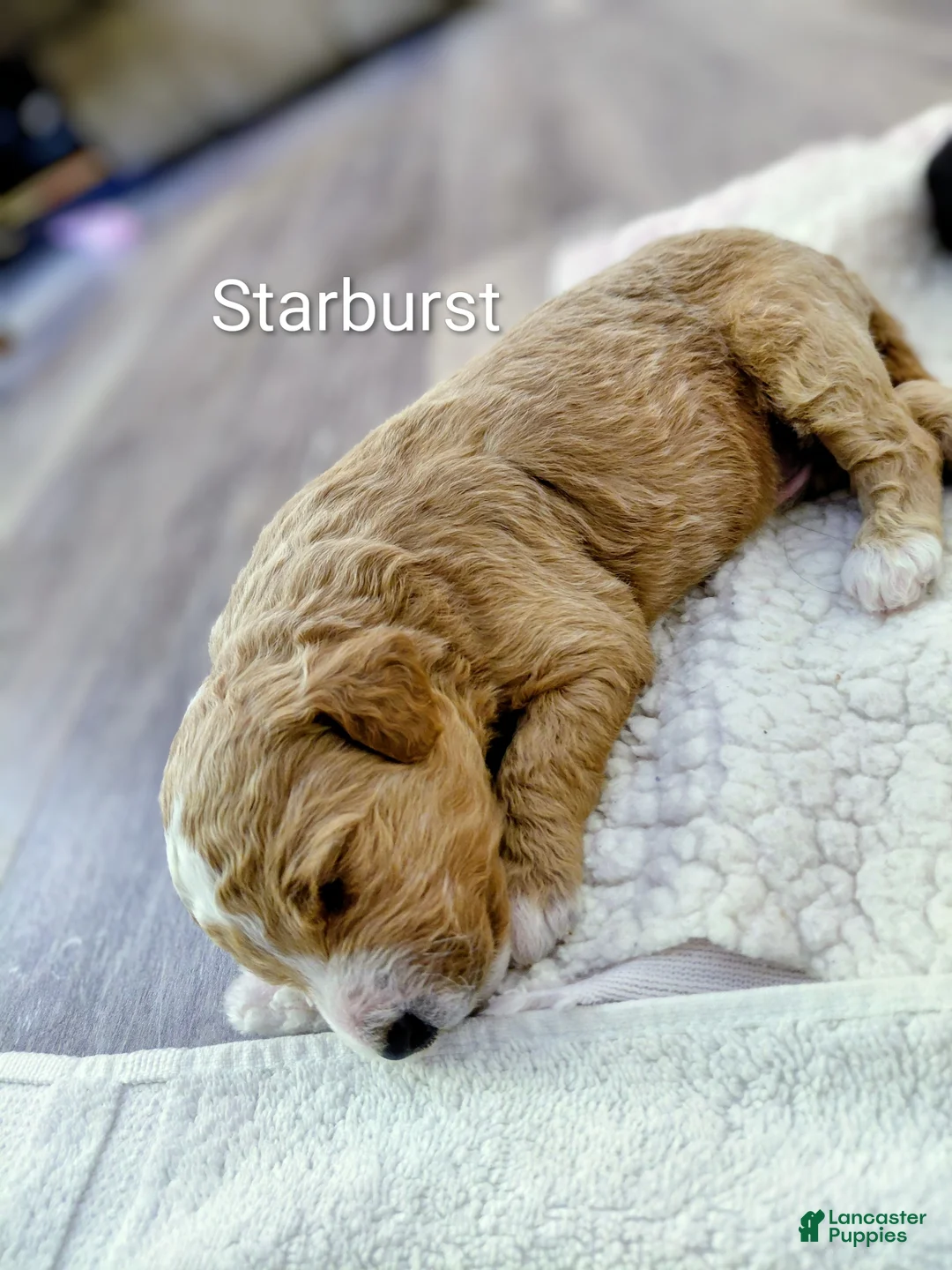 Mini Goldendoodle dogs for sale: Mini-Goldendoodle Puppy 1 - Ad 3