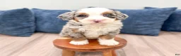 Mini Bernedoodle dogs for sale: Oilver - Ad 4