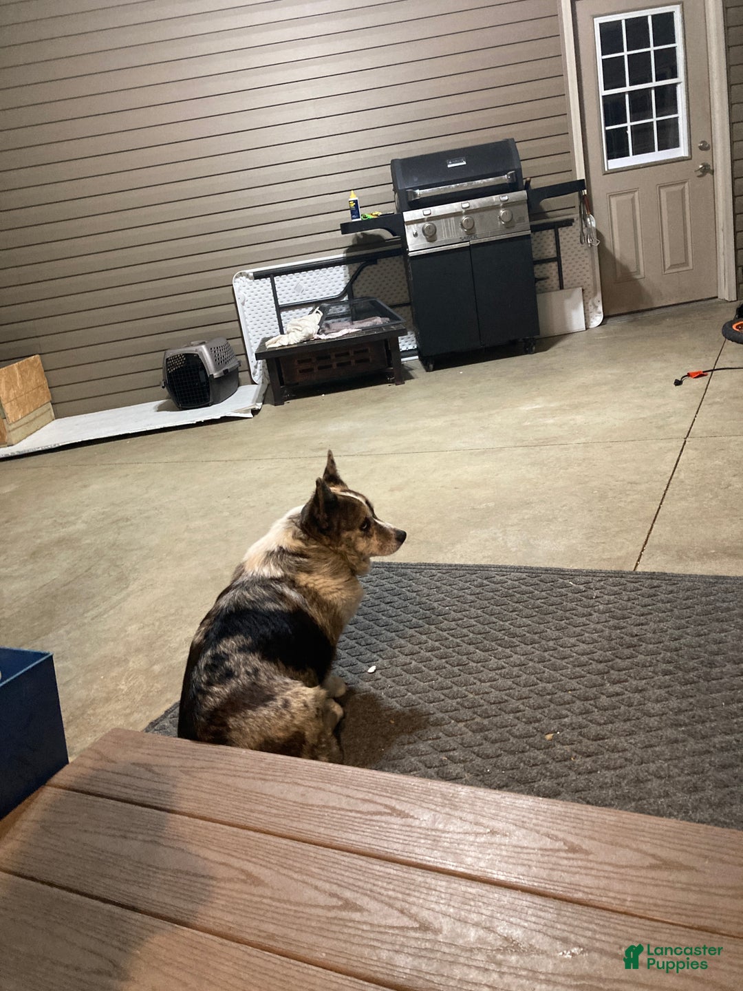 Mixed Breed dogs for sale: Trina - Ad 9