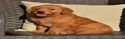 Golden Retriever dogs for sale: Bo - Ad 3