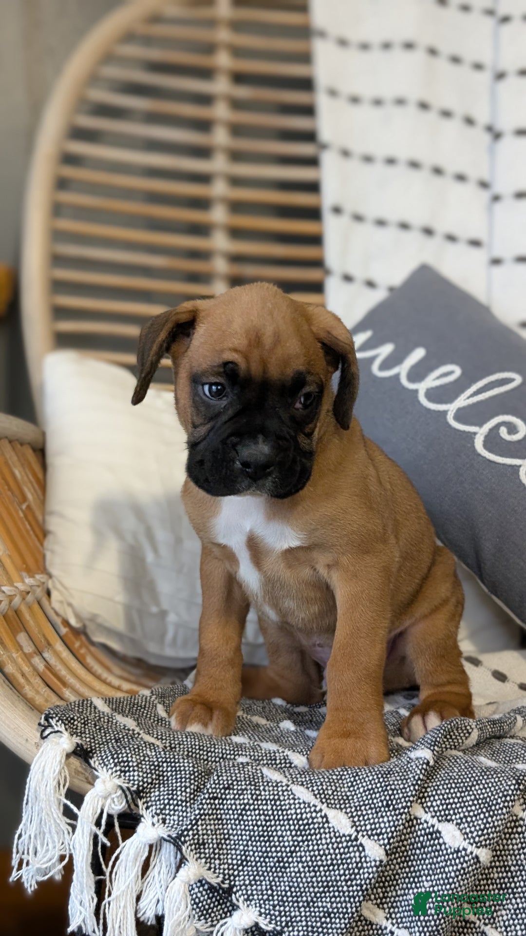 Boxer dogs for sale: Hendrix - Ad 2