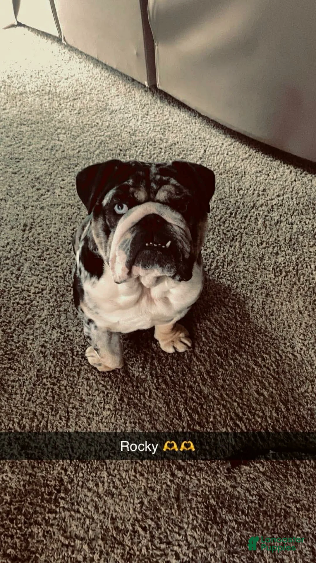 English Bulldog dogs for sale: English Bulldog Puppy 2 - Ad 7