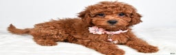 Cavapoo dogs for sale: Serena - Ad 8