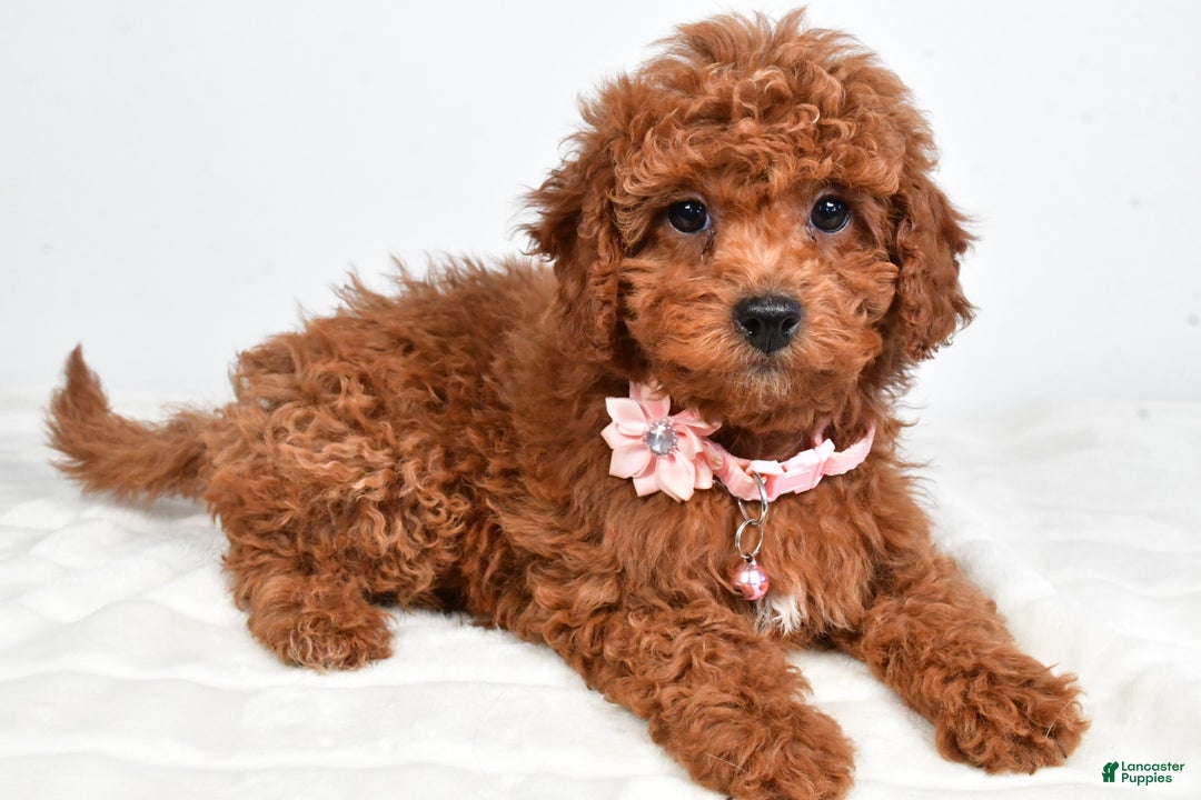 Cavapoo dogs for sale: Serena - Ad 8
