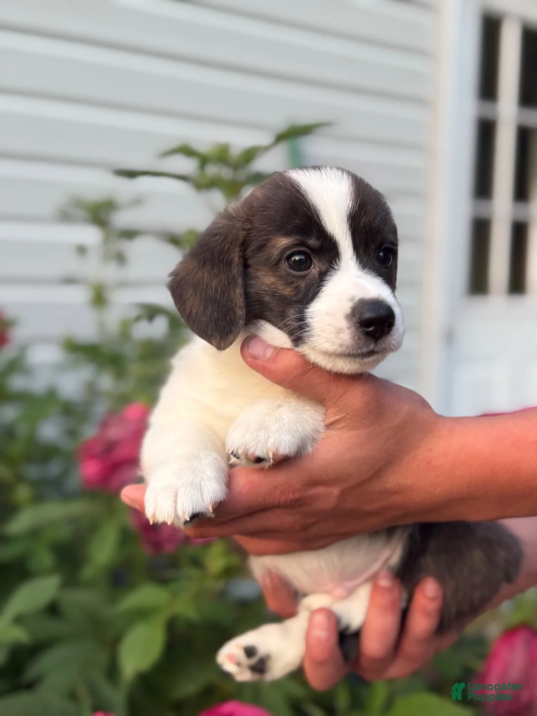 Welsh Corgi Pembroke dogs for sale: Welsh Corgi Pembroke 1 - Ad 2