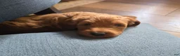 Mini Goldendoodle dogs for sale: Mini Goldendoodle 1 "Cherry" - Ad 3