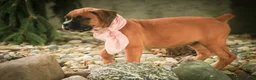 Boxer dogs for sale: Remi - Ad 4