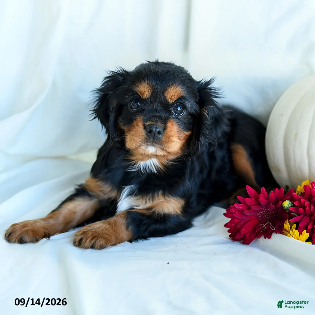 Cavalier King Charles Spaniel dogs for sale: Pansy - Ad 2