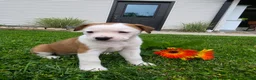 Mixed Breed dogs for sale: Layla - Ad 7