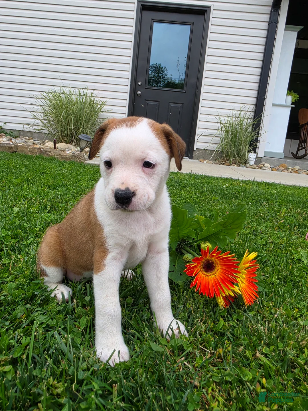 Mixed Breed dogs for sale: Layla - Ad 7