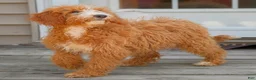 Mini Goldendoodle dogs for sale: Daniel - Ad 4
