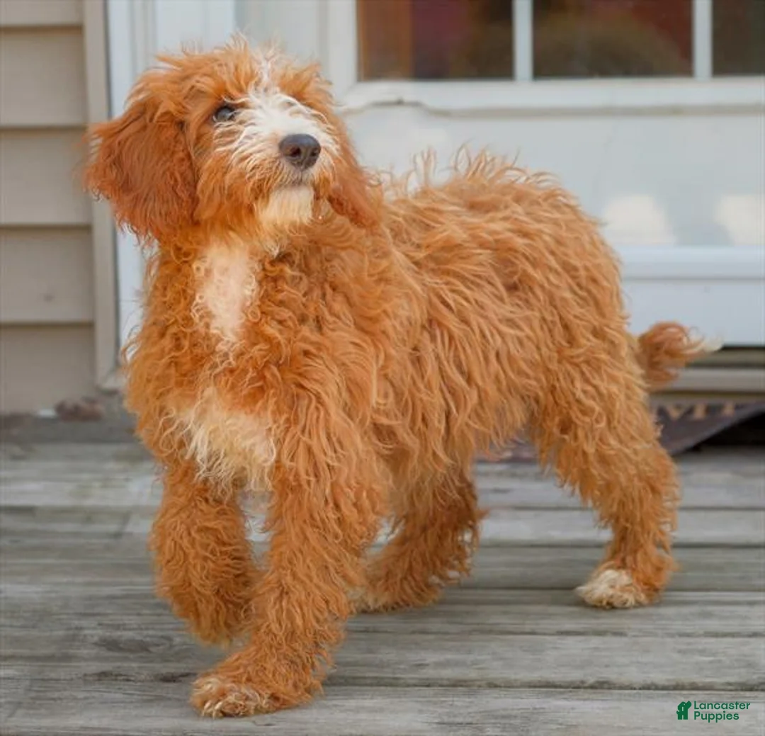 Mini Goldendoodle dogs for sale: Daniel - Ad 4