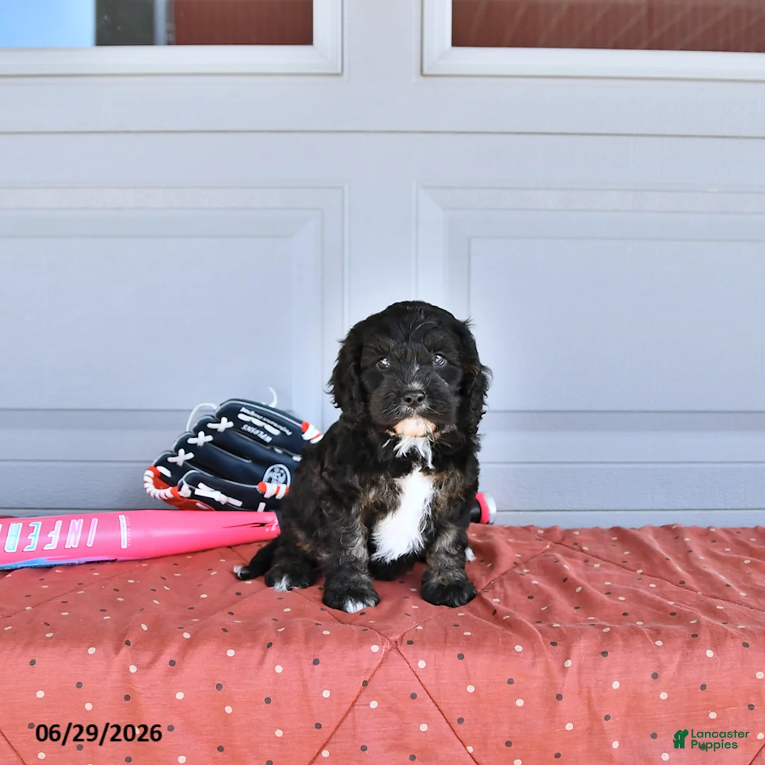 Mixed Breed dogs for sale: Rover - Ad 1