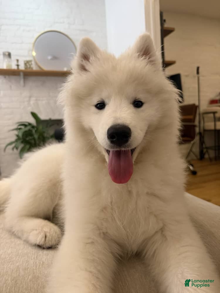Samoyed dogs Nala - Ad 19