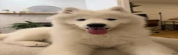 Samoyed dogs for sale: Nala - Ad 1