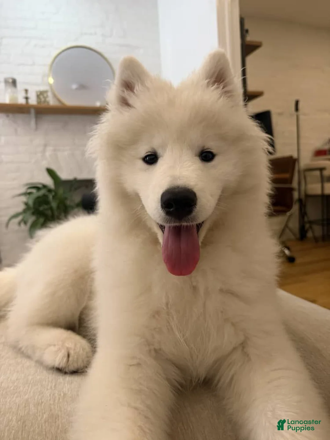 Samoyed dogs for sale: Nala - Ad 1