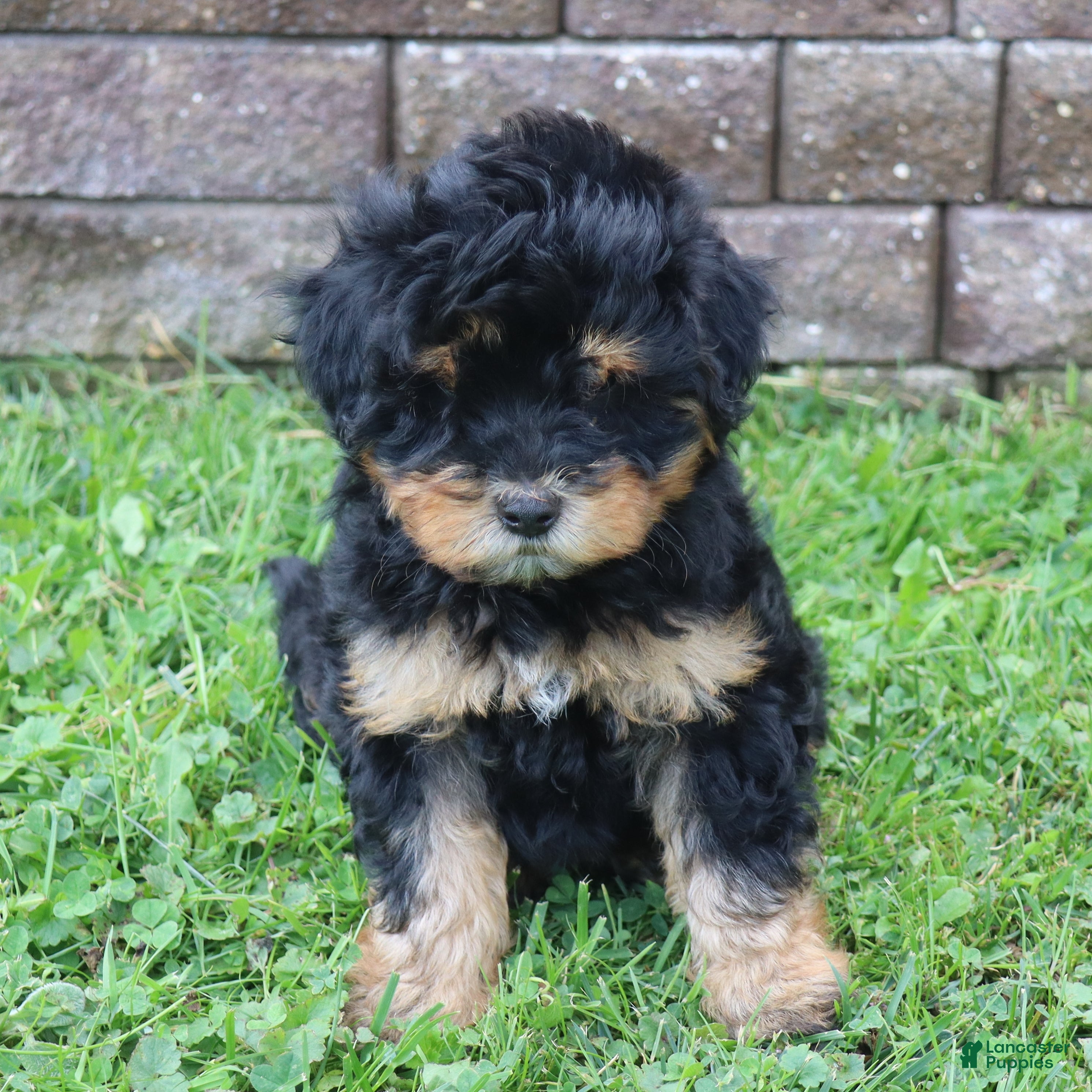 Mini Goldendoodle dogs Chuck - Ad 2