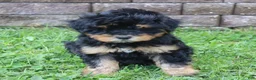 Mini Goldendoodle dogs for sale: Chuck - Ad 2
