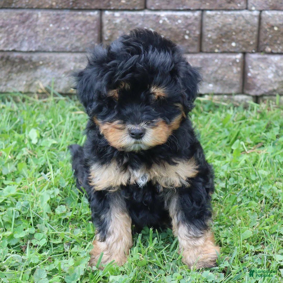 Mini Goldendoodle dogs for sale: Chuck - Ad 2