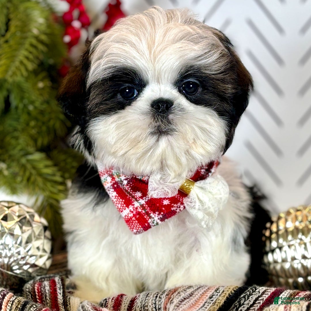 Shih Tzu dogs for sale: Spriggs - Ad 1