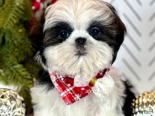 Shih Tzu dogs Spriggs - Ad 35