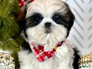 Shih Tzu dogs Spriggs - Ad 24