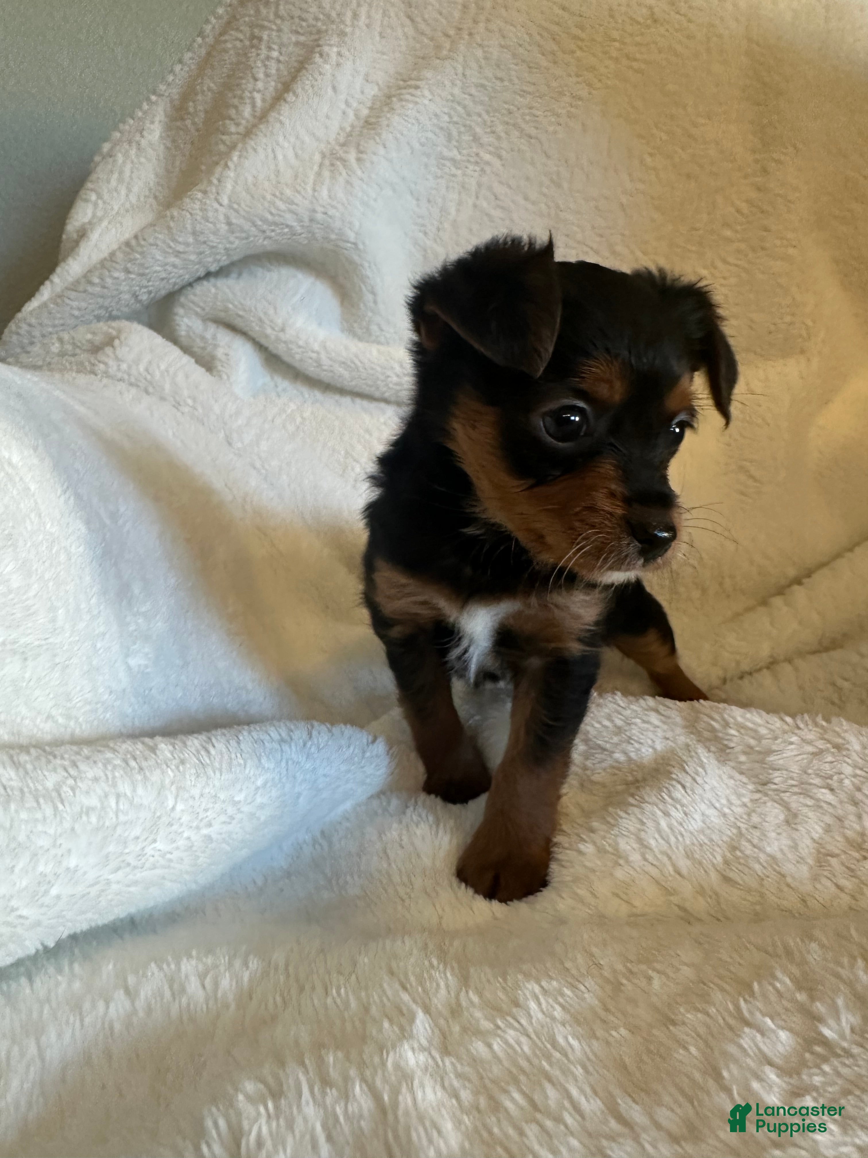 Mixed Breed dogs Mixed Breed Puppy 2 - Ad 4