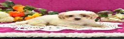 Shihpoo dogs for sale: Julietta - Ad 3